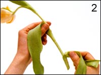 Remove the dead leaves