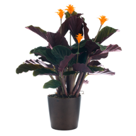 Calathea plant