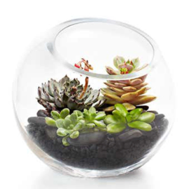 Vibrant Terrarium