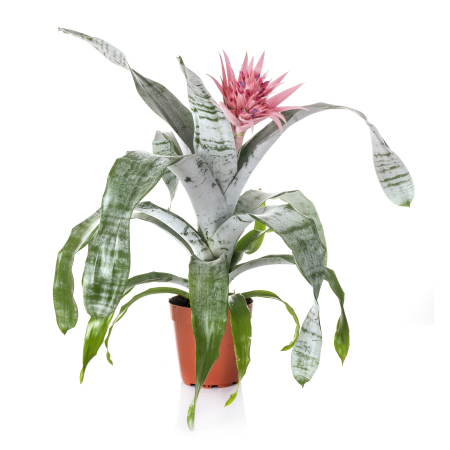 Aechmea plant
