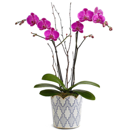 Precioso Living Orchid