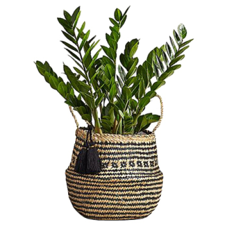 ZZ Weave Basket Plant